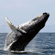 Illustration for article titled Is Saving The Whales Key To Mitigating Climate Change?